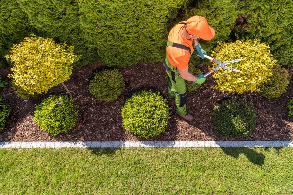 Top view of gardener trimming bushes.